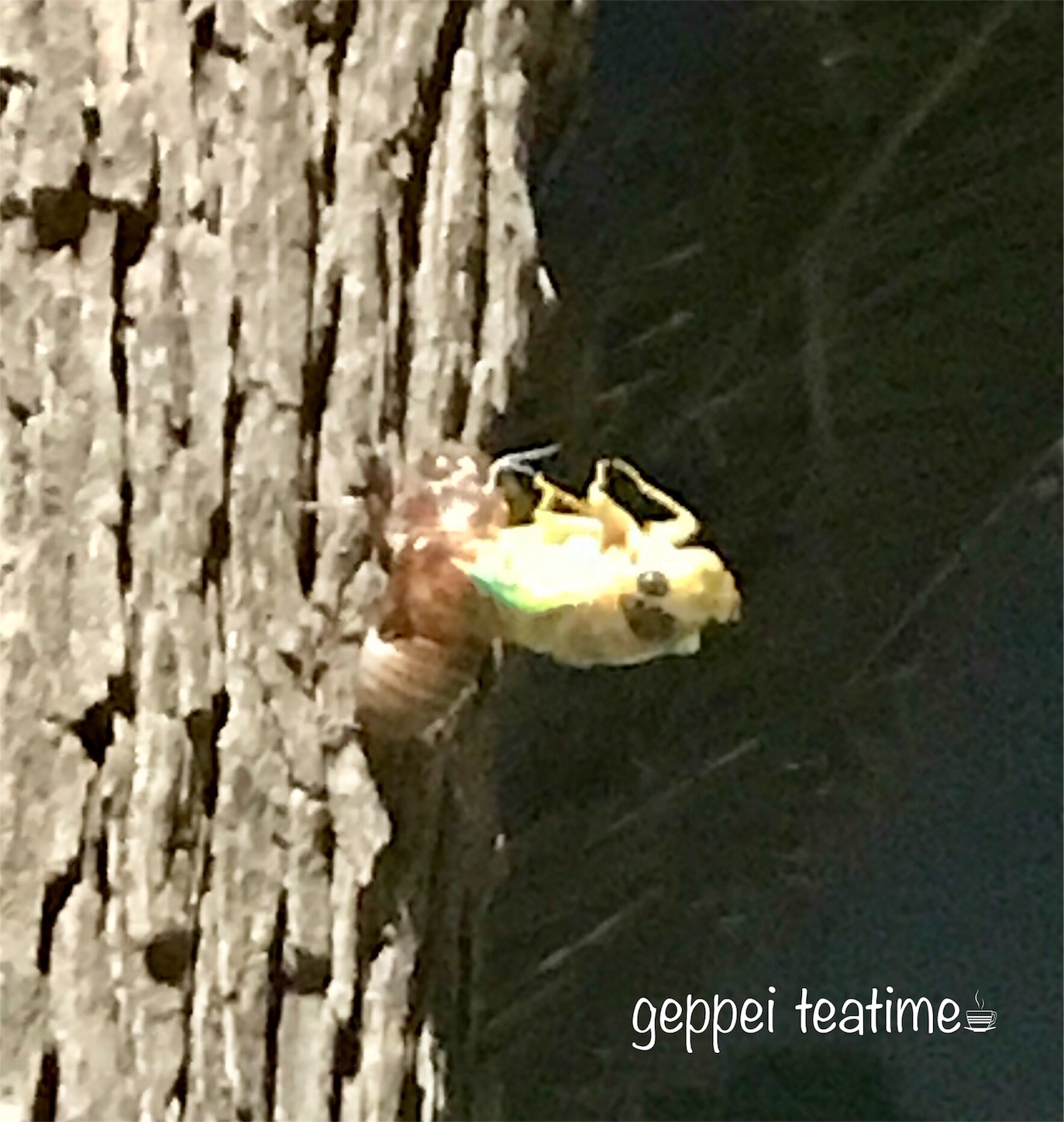 f:id:geppeiteatime:20180717000946j:image f:id:geppeiteatime:20180717000946j:image