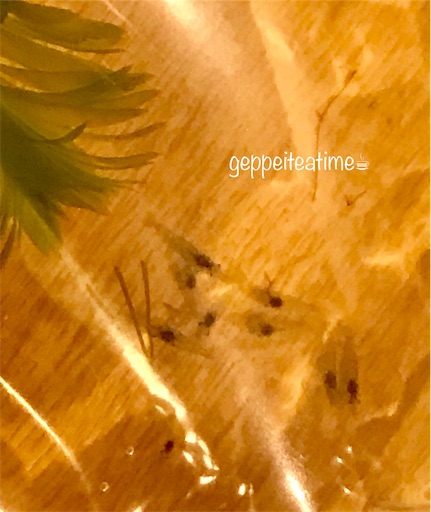 f:id:geppeiteatime:20190725175625j:image f:id:geppeiteatime:20190725175625j:image