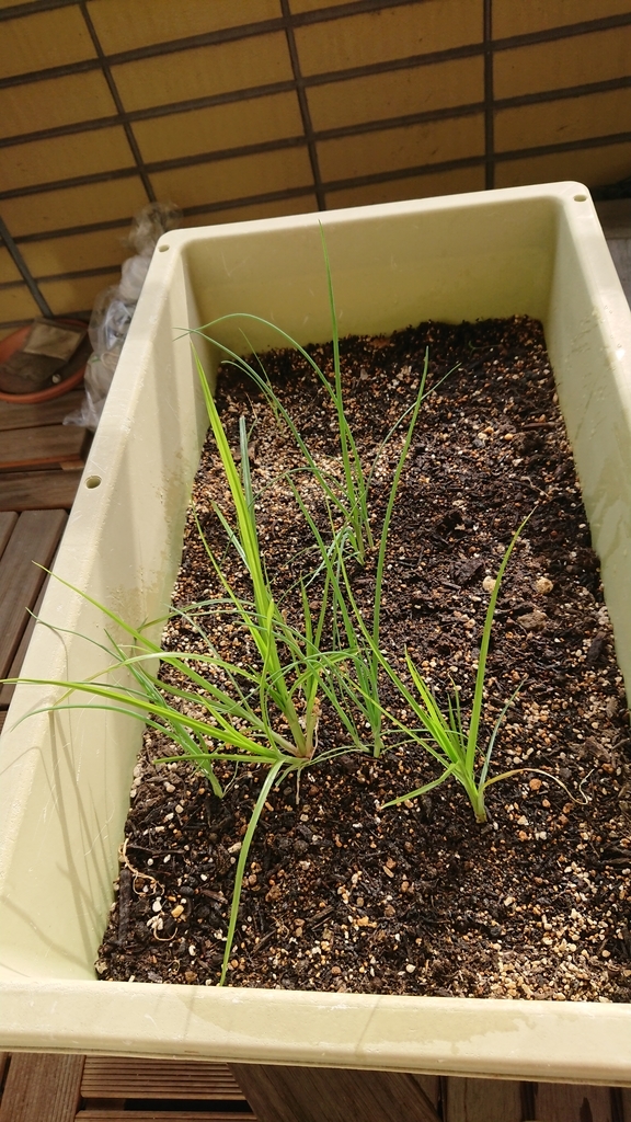 f:id:gernkun:20181119224041j:plain