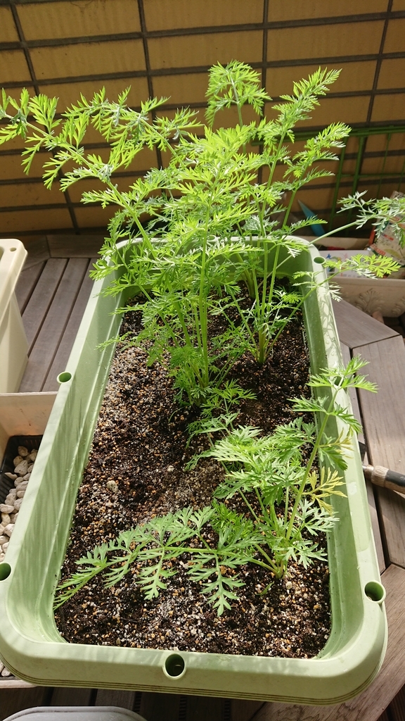 f:id:gernkun:20181119224049j:plain