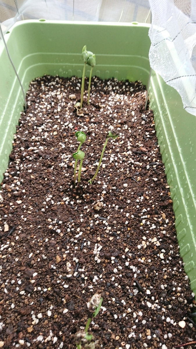 f:id:gernkun:20190803120220j:plain