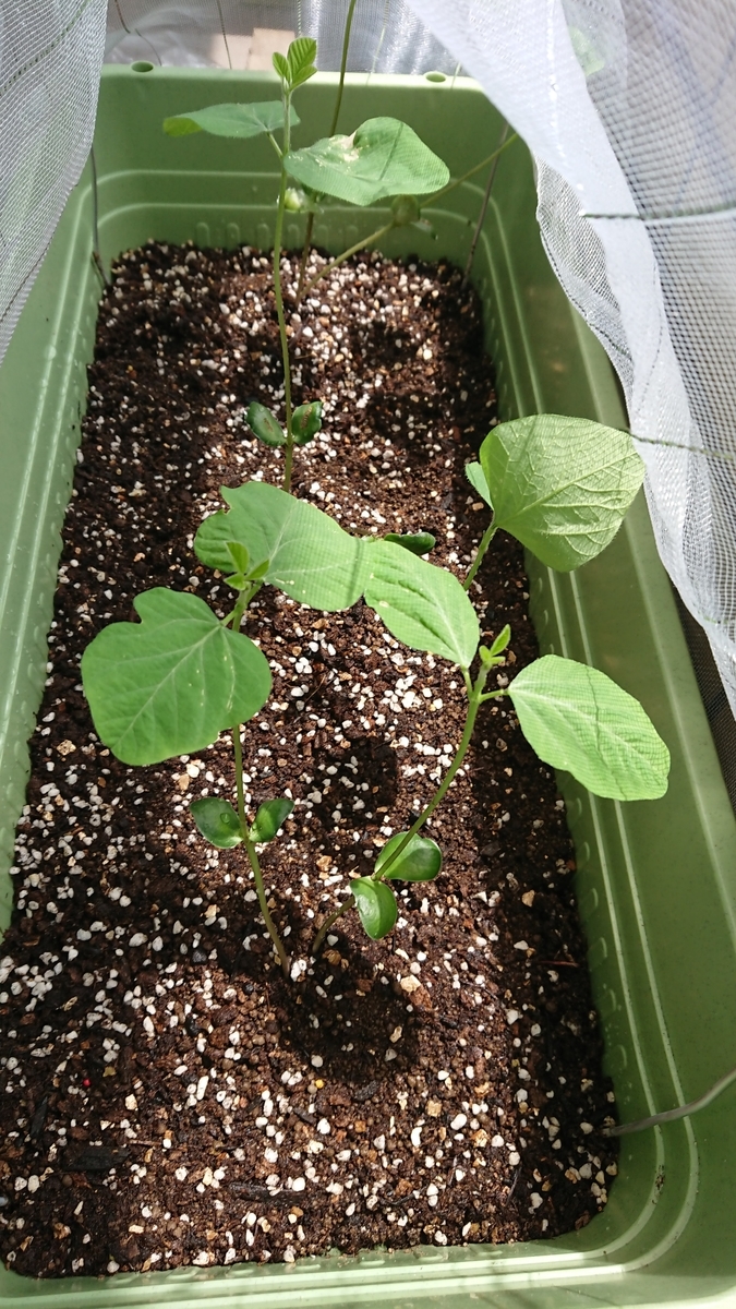 f:id:gernkun:20190803120809j:plain