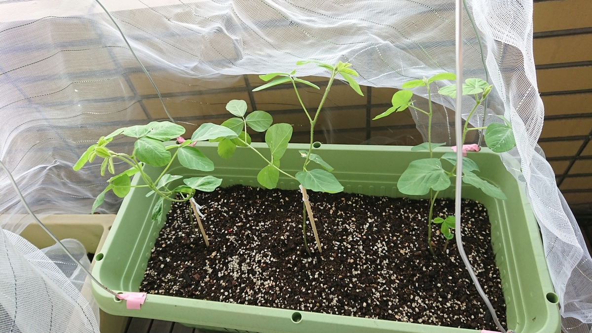 f:id:gernkun:20190803121011j:plain