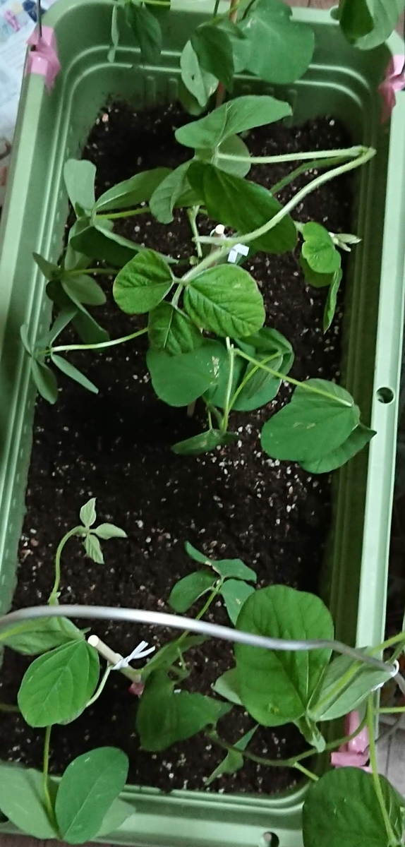 f:id:gernkun:20190811222212j:plain