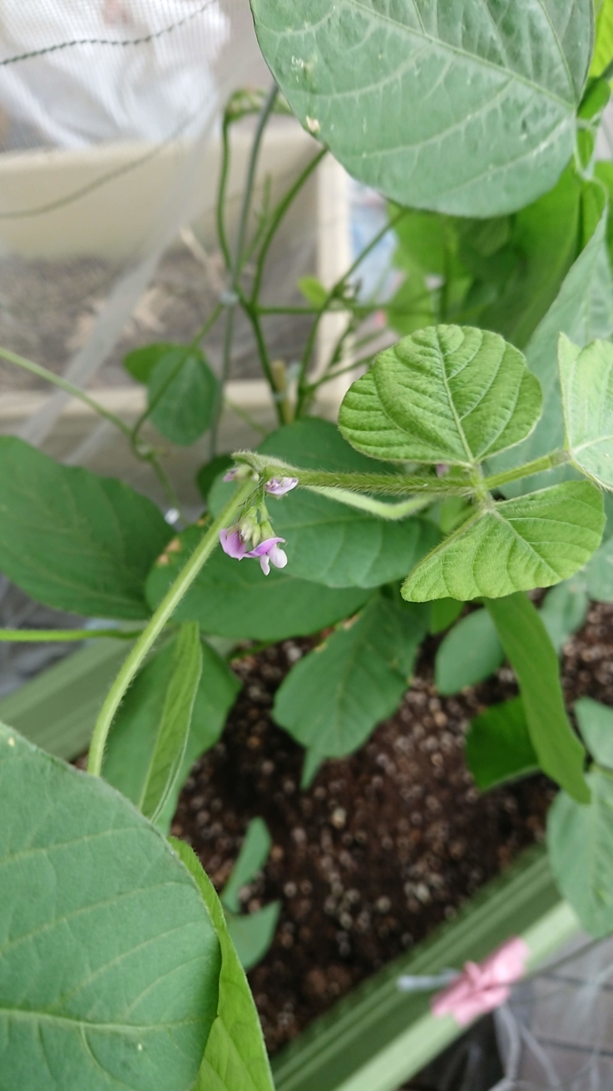 f:id:gernkun:20190825174104j:plain