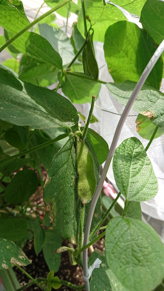 f:id:gernkun:20190825174605j:plain