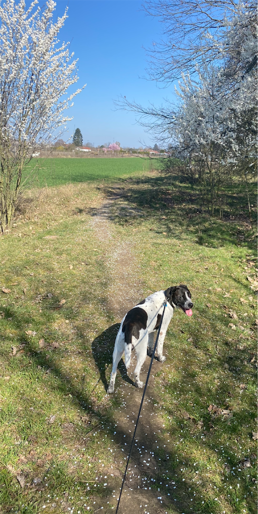 f:id:gernscheimer:20210402030721p:image f:id:gernscheimer:20210402030721p:image