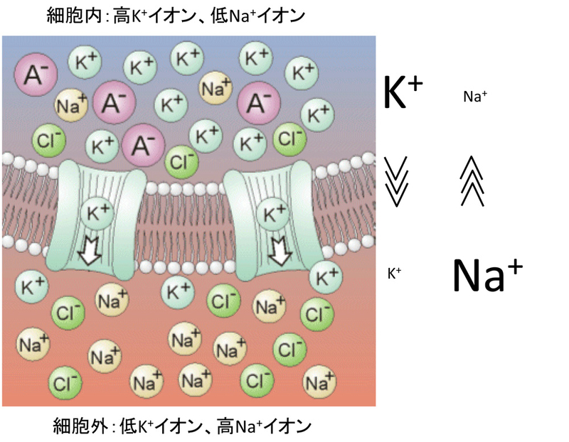 カリウムチャネルにかんしての基本的事項の確認 内部被曝を考察するブログ