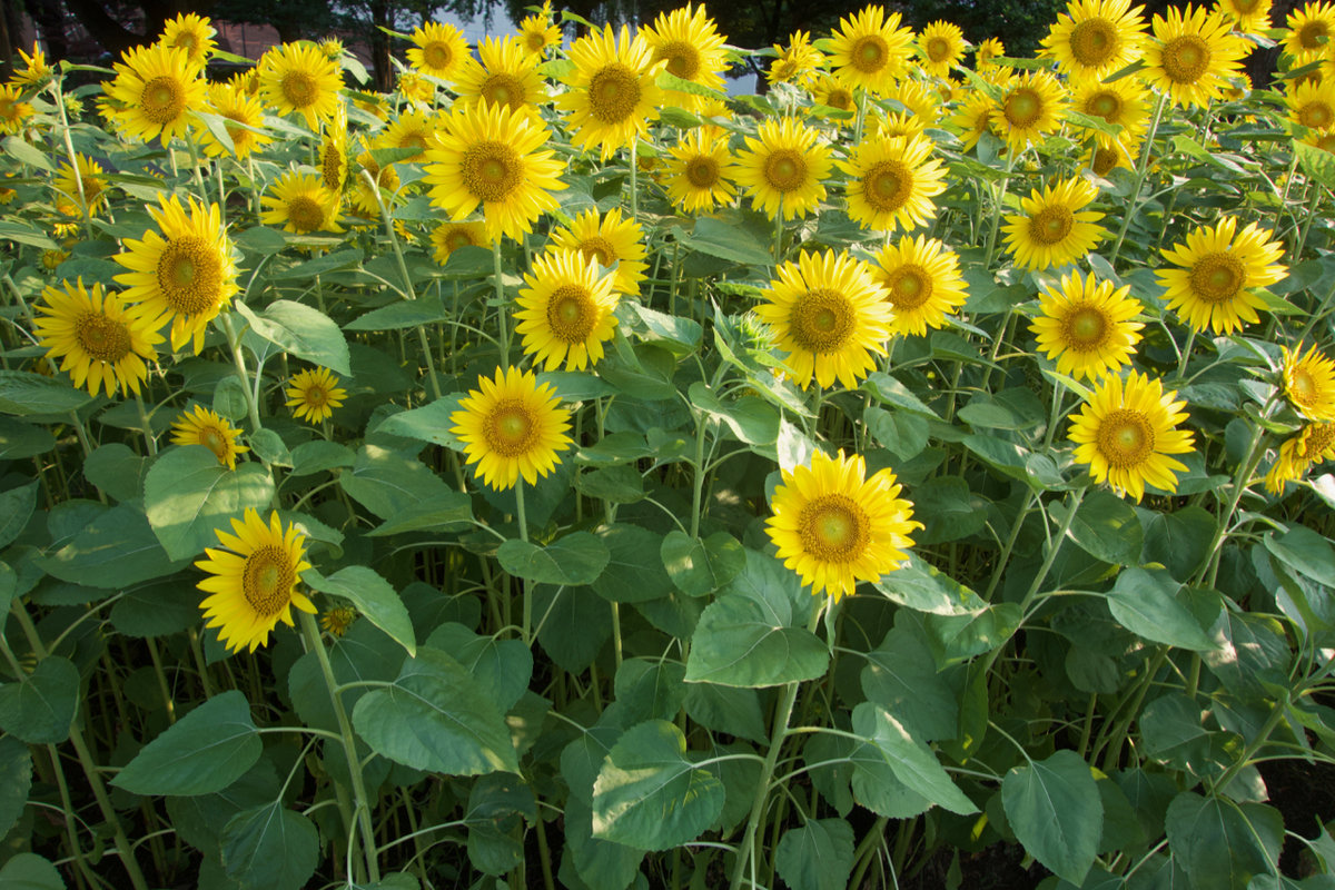 f:id:gerushiyama:20190814224605j:plain f:id:gerushiyama:20190814224605j:plain