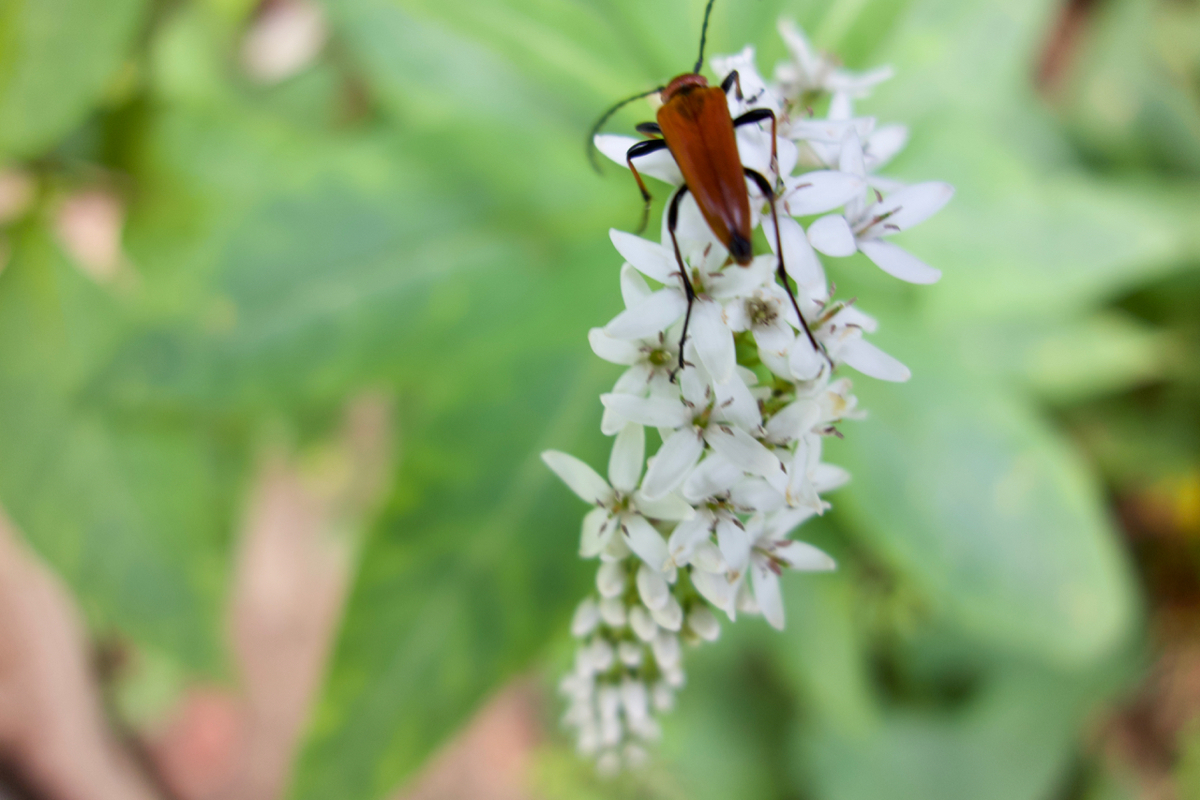 f:id:gerushiyama:20190819204518j:plain f:id:gerushiyama:20190819204518j:plain