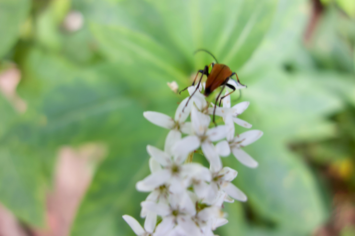 f:id:gerushiyama:20190819204846j:plain f:id:gerushiyama:20190819204846j:plain
