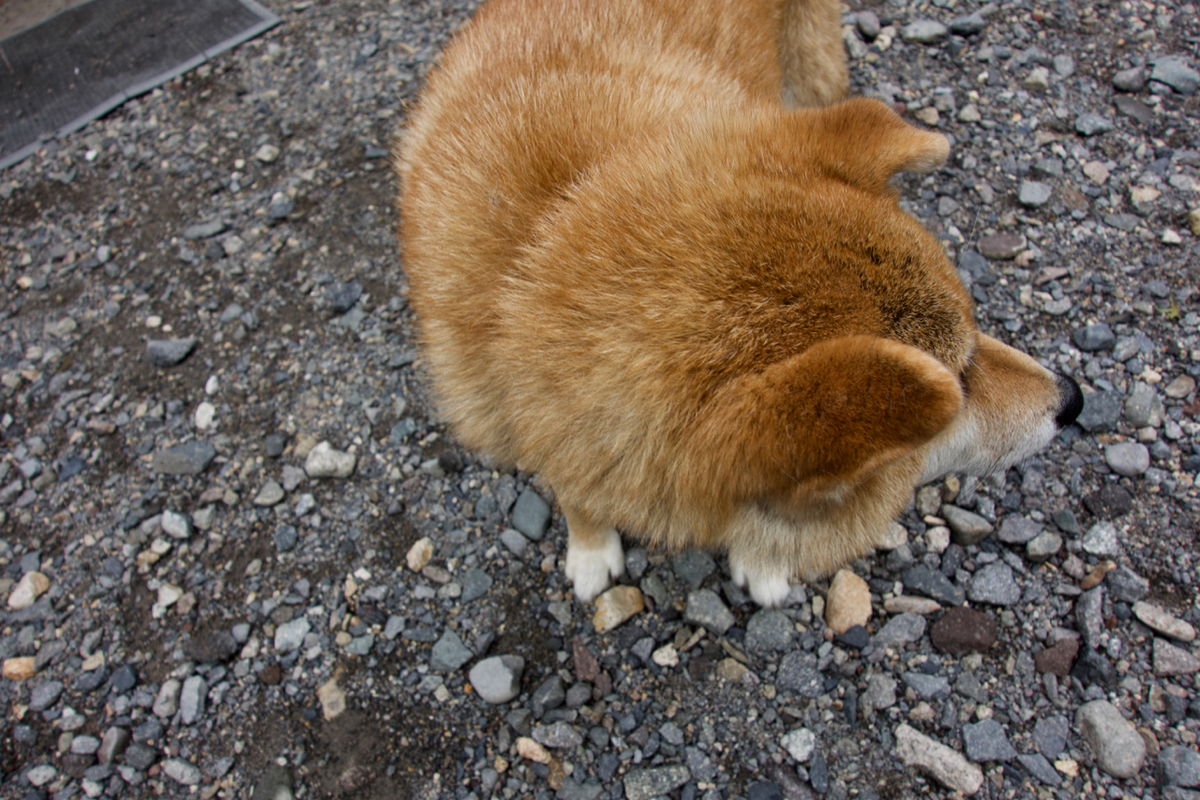 f:id:gerushiyama:20190826224019j:plain f:id:gerushiyama:20190826224019j:plain