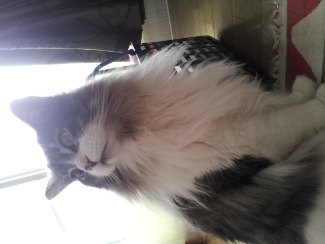 f:id:gesunekochang:20181214084301j:image