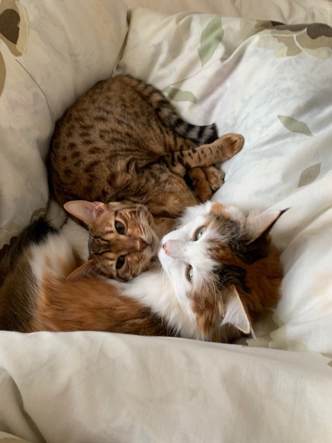 f:id:gesunekochang:20190325143039j:image f:id:gesunekochang:20190325143039j:image