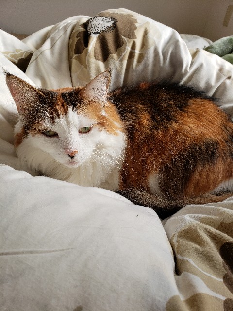 f:id:gesunekochang:20190331153716j:image