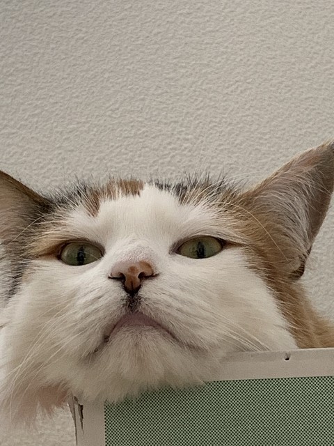 f:id:gesunekochang:20190617105024j:image