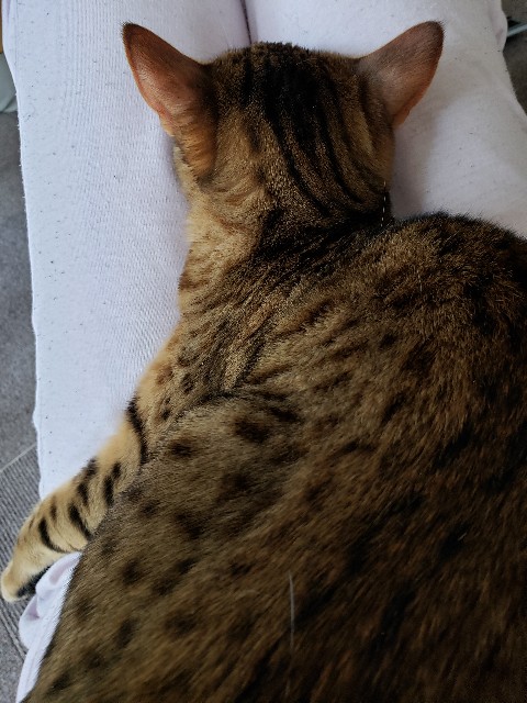 f:id:gesunekochang:20190622085322j:image f:id:gesunekochang:20190622085322j:image