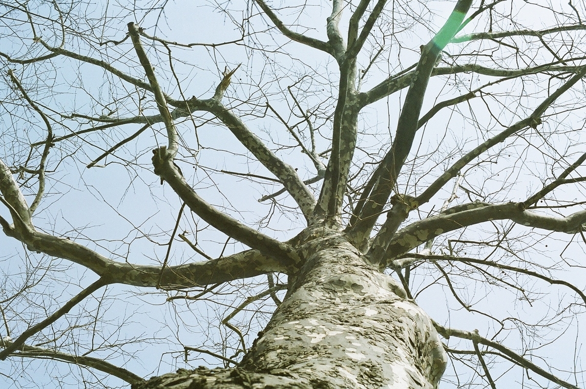 f:id:geszinnbei:20190410214002j:plain
