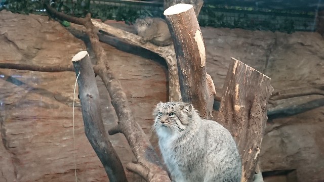 f:id:getsuki1116:20190118234743j:image f:id:getsuki1116:20190118234743j:image