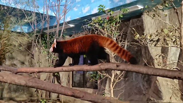 f:id:getsuki1116:20190118234801j:image f:id:getsuki1116:20190118234801j:image