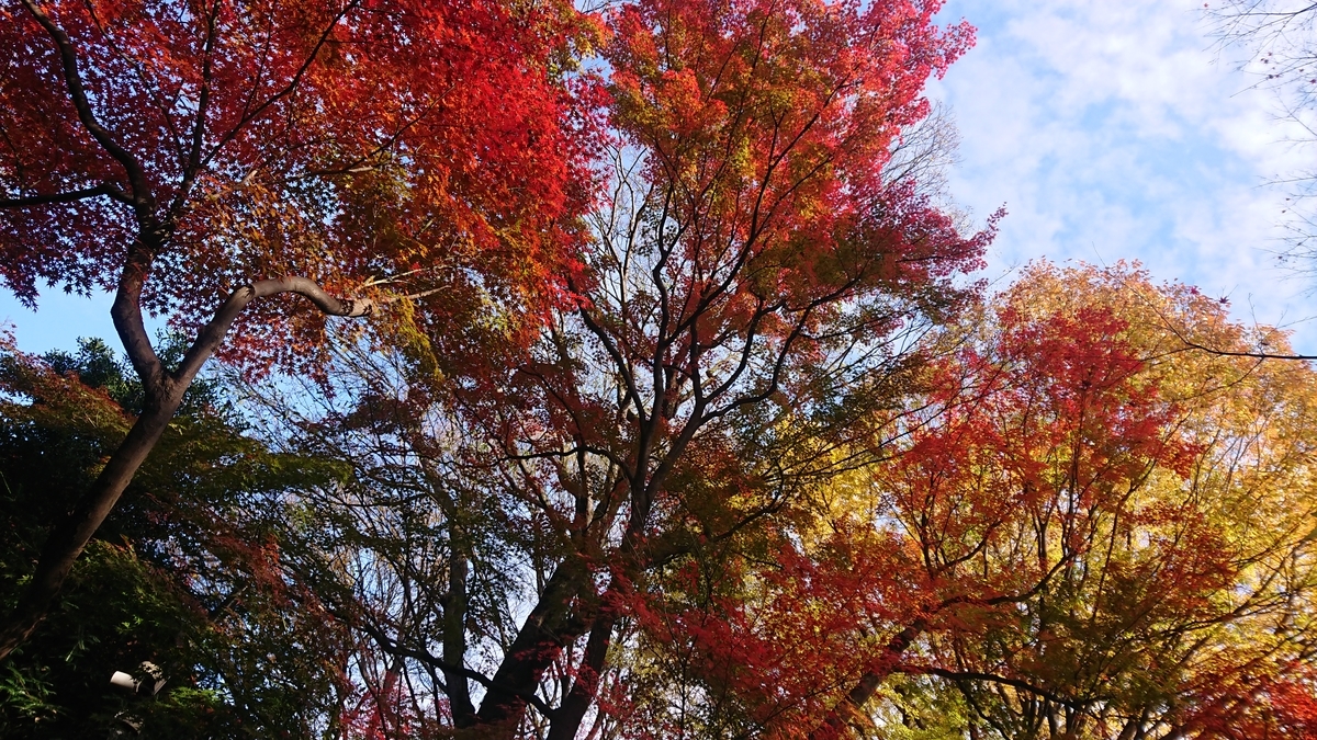 f:id:getsuki1116:20201223162529j:plain