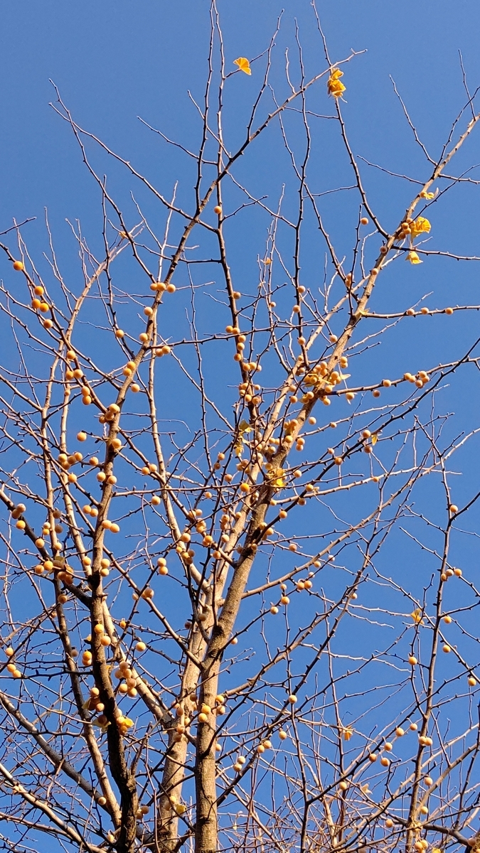 f:id:geturen:20201113101701j:plain