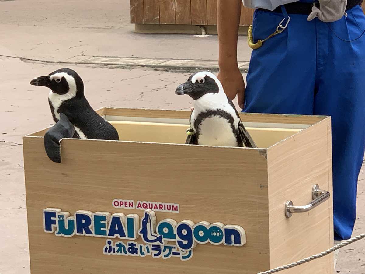 f:id:gfg07120:20190914143116j:plain f:id:gfg07120:20190914143116j:plain