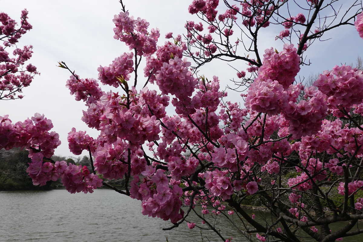 f:id:gfg07120:20200322112907j:plain