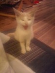 f:id:ggippss:20081205210353j:image