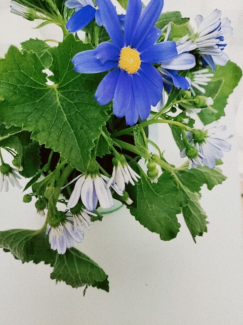 f:id:ggpuri:20240117134556j:image