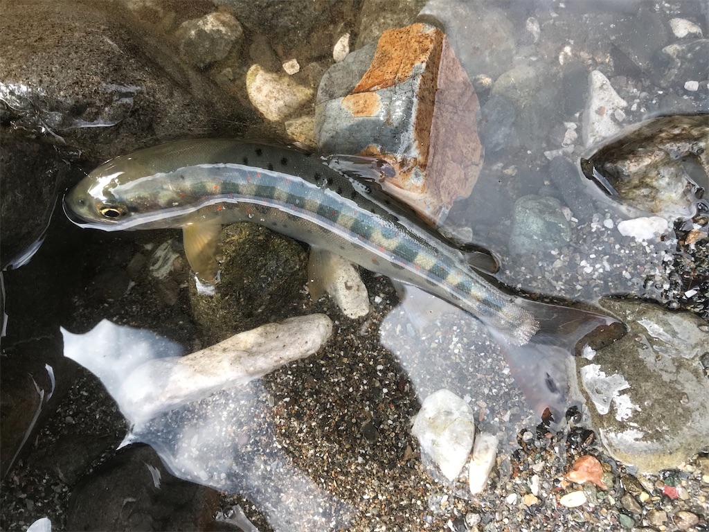 f:id:ggyoshiro:20210309182443j:image