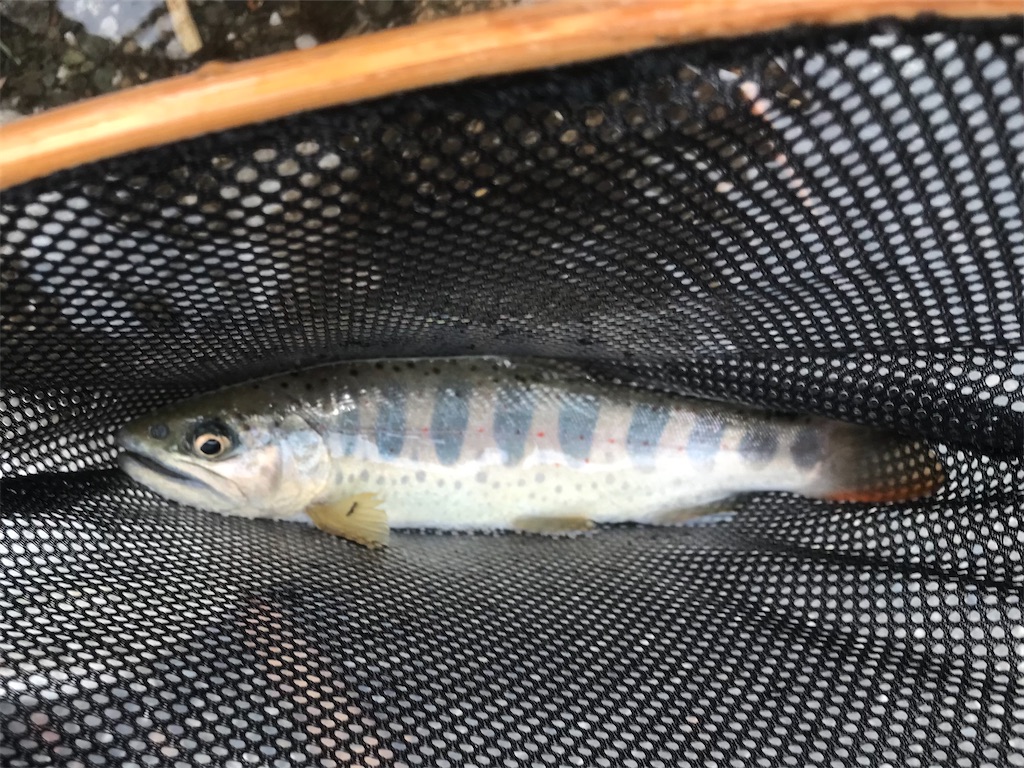 f:id:ggyoshiro:20210309182849j:image