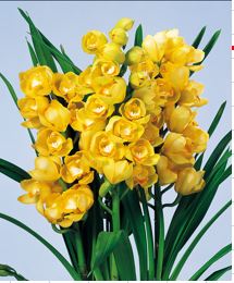 f:id:ghidorahcula:20200413222729j:plain