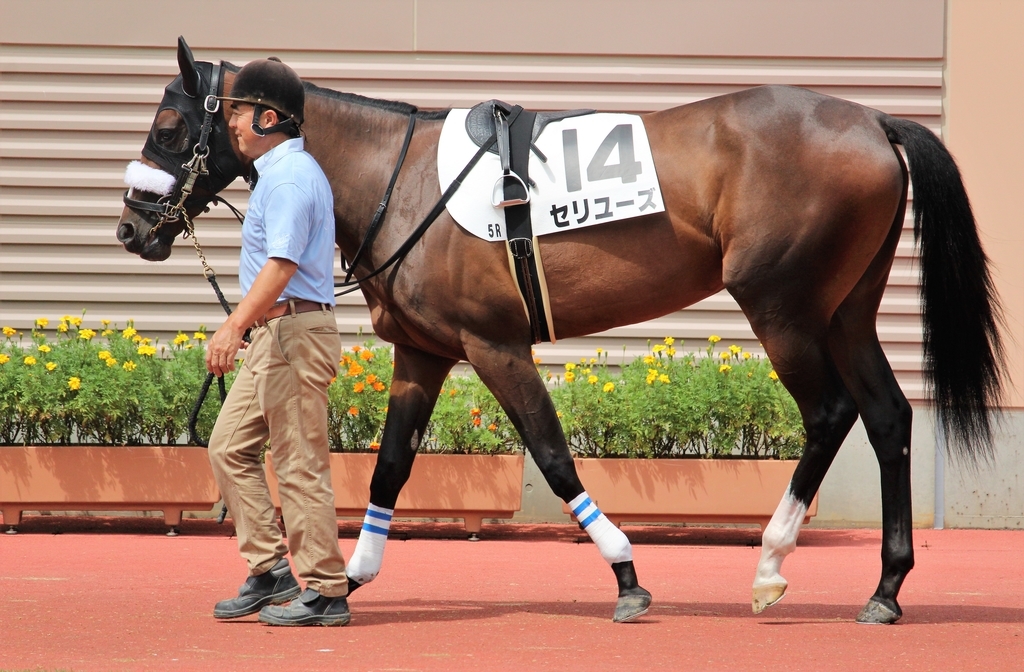 f:id:giant_killing:20180908221713j:plain