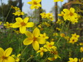 [自然][植物][花]黄色の花