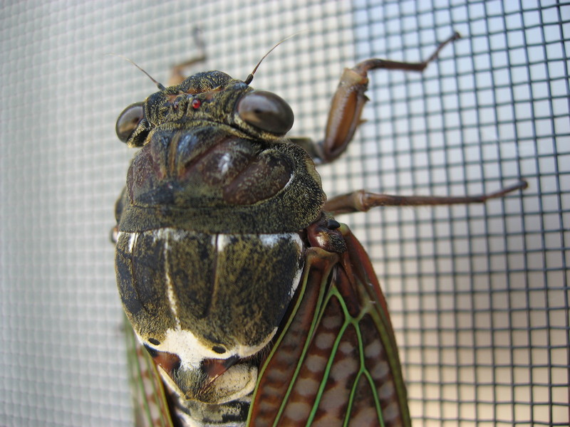 個別 虫 セミ アブラゼミの顔 の写真 画像 写真1 Giass S Fotolife 個別 虫 セミ アブラゼミの顔 の写真 画像 写真1 Giass S Fotolife