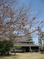 [風景][花]桜のある庭