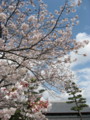 [風景][花]桜のある庭の桜が咲いた