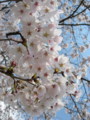 [植物][花]桜2010-04_1