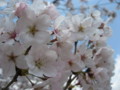 [植物][花]桜2010-04_2