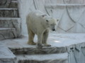 [動物園]ホッキョクグマ