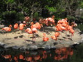 [動物園]フラミンゴ