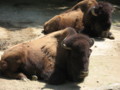 [動物園]アメリカバイソン