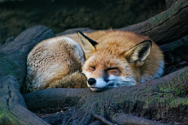 眠っている狐