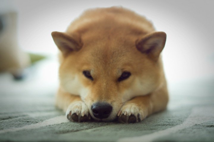 f:id:gifter-kurusu:20201218100853j:plain