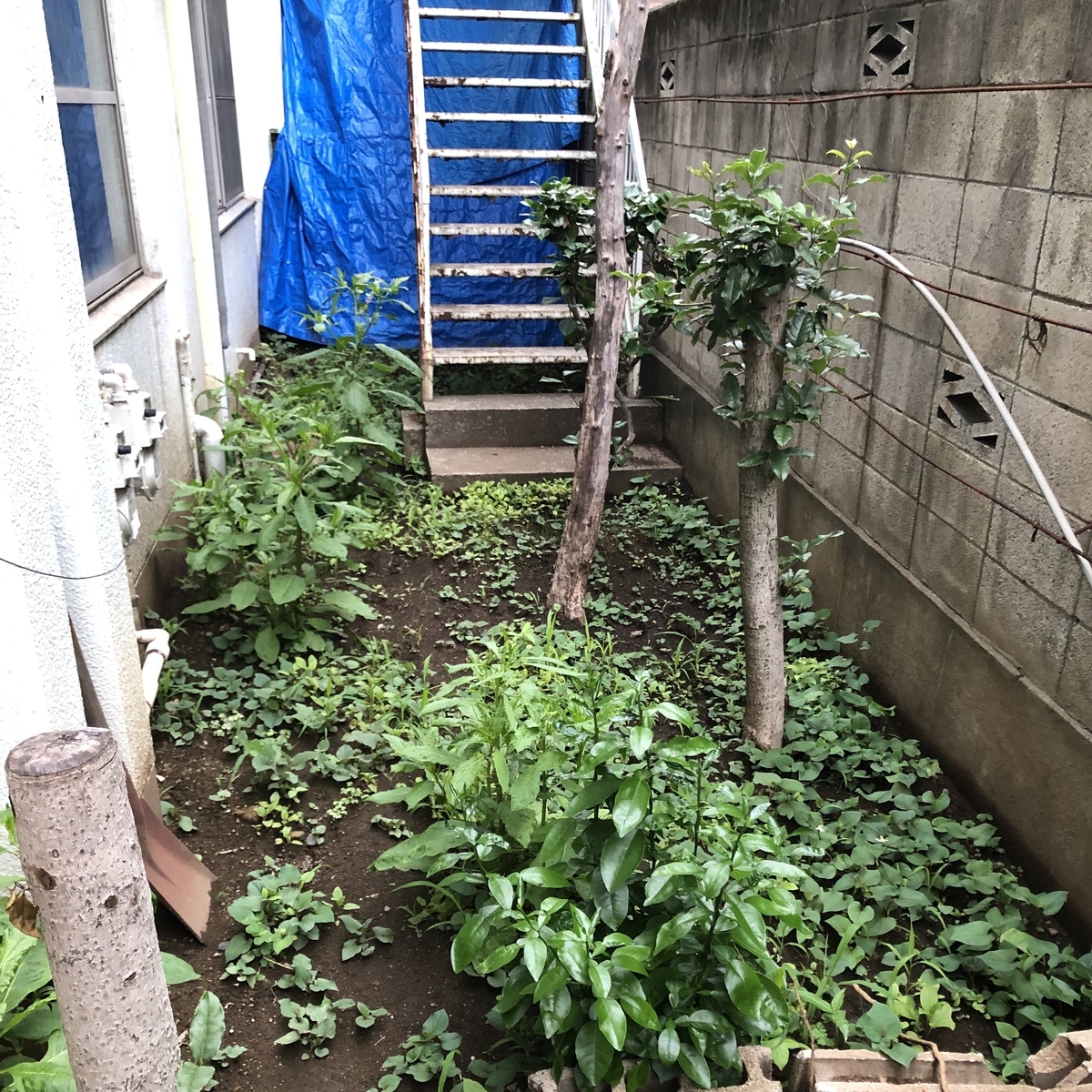 f:id:gigan_yamazaki:20190629052101j:plain