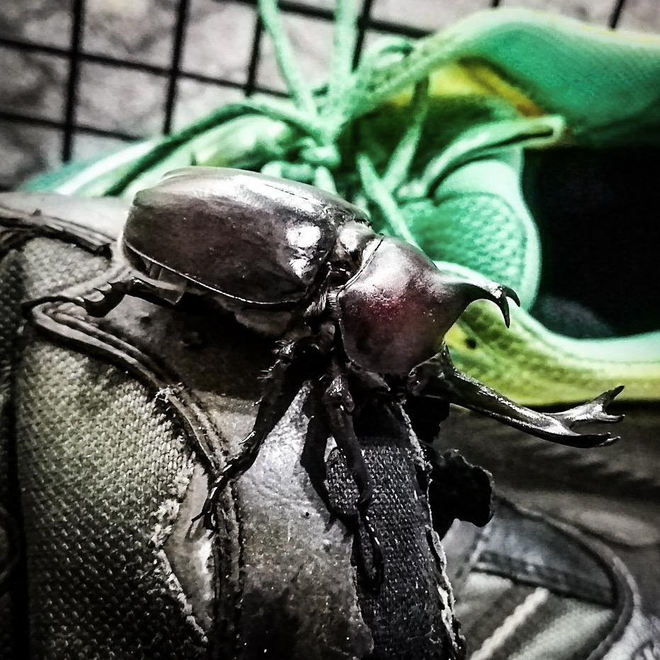f:id:gigan_yamazaki:20191002212055j:plain