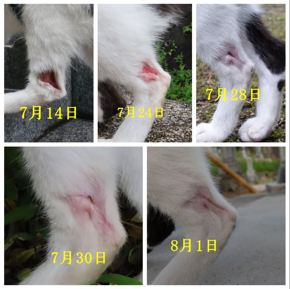 今日の猫さんロード 子猫のお母さんの怪我 猫さんロードと裏猫日記