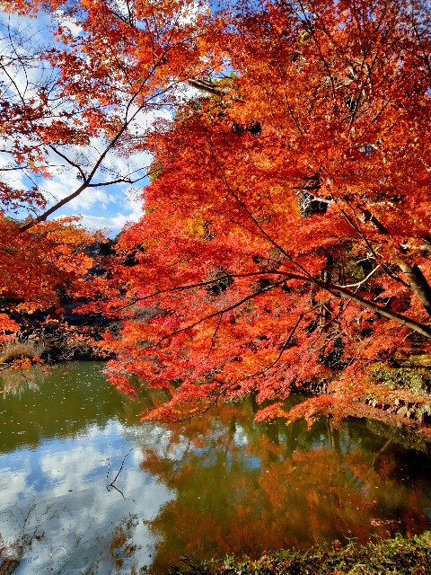 f:id:gikoblog:20241209064453j:image