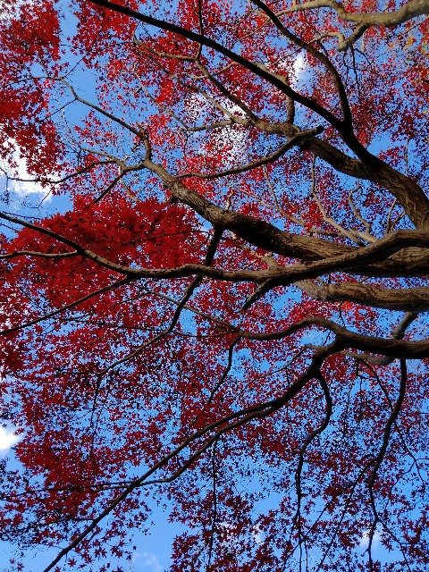 f:id:gikoblog:20241209064537j:image